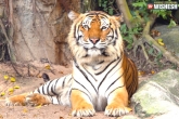 Tigers India Cambodia, Tigers India Cambodia, indian tigers to cambodia soon, Tigers in tn