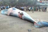 Whale Mumbai beach, Mumbai news, whale washes ashore at mumbai s juhu beach, Juhu beach