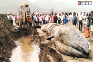 42 Feet Whale Washed Ashore at Alibaug Beach