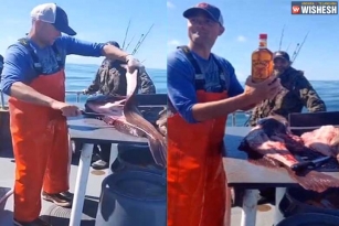 Fisherman traces an unopened whiskey bottle in the stomach of a fish