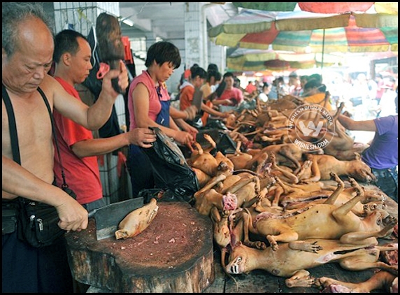 China's most cruellest festival kick starts!!