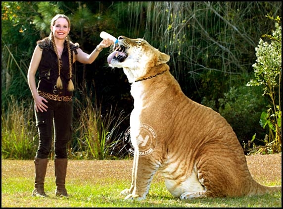 Huge Hercules is world&#039;s largest cat alive