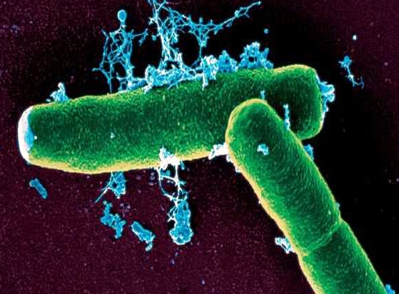 How bacterial systems export disease