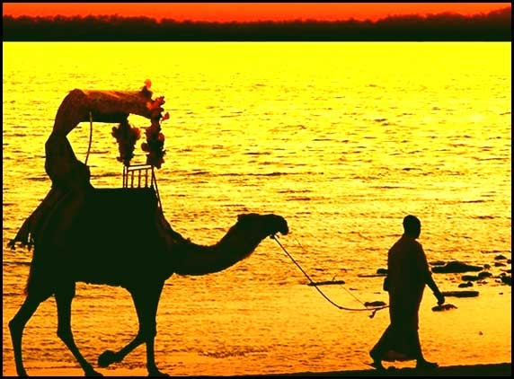 Arabian camel may be Mers virus host