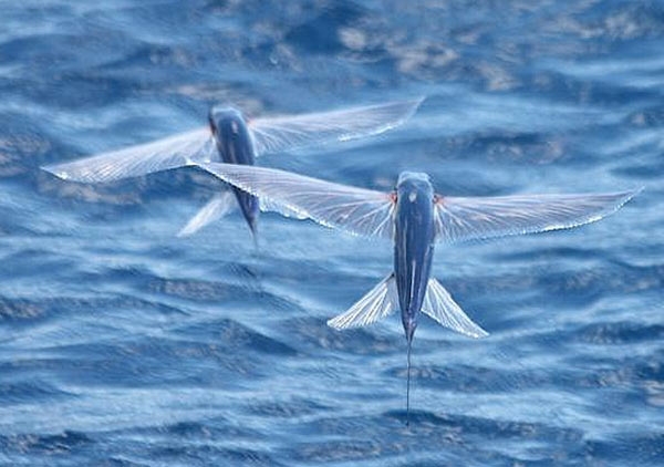 SLIDESHOW: Flying Fish...an unique species!