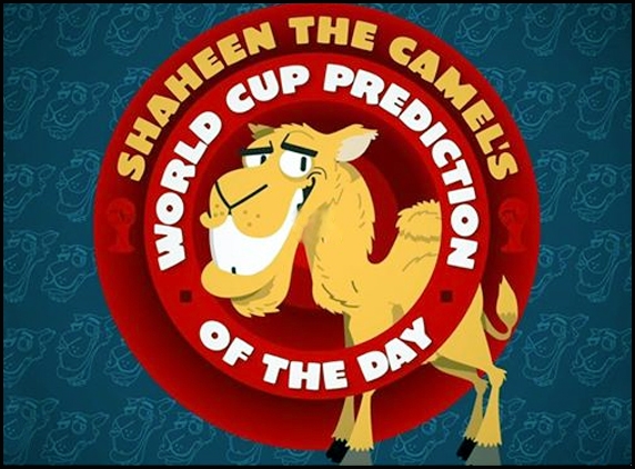 Shaheen camel prefers Spain
