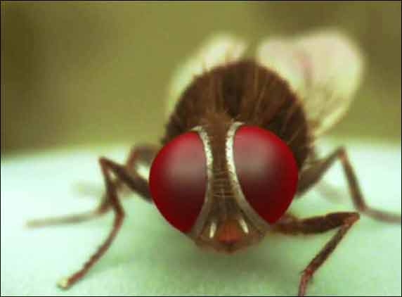 Eega in Hindi by this year end