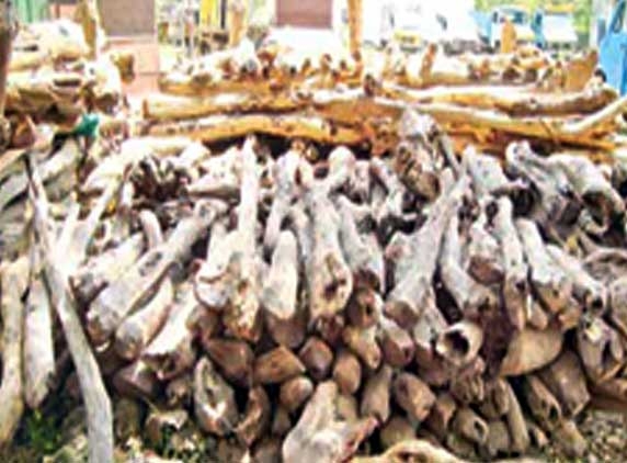 Red sanders worth 1Cr seized