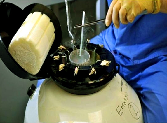 IVF to weaken child intelligence!