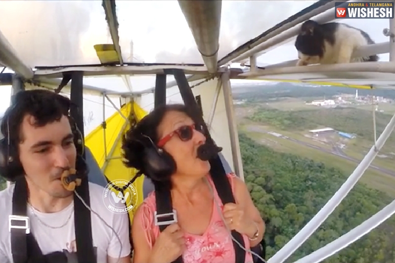 Watch: Cat hangs onto the airplane wing