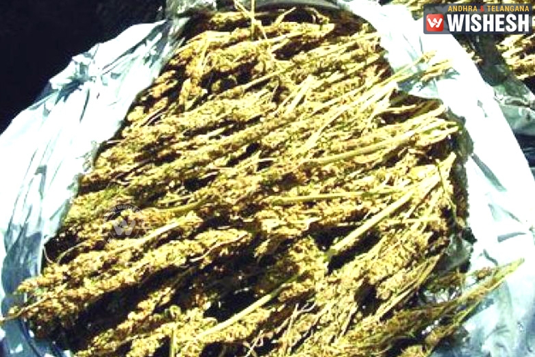 MBA Student Along with Two Ganja Smugglers Held in Hyderabad