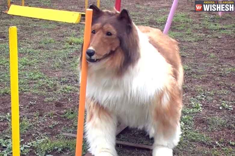 Japanese man who transformed into a Dog fails Agility Test