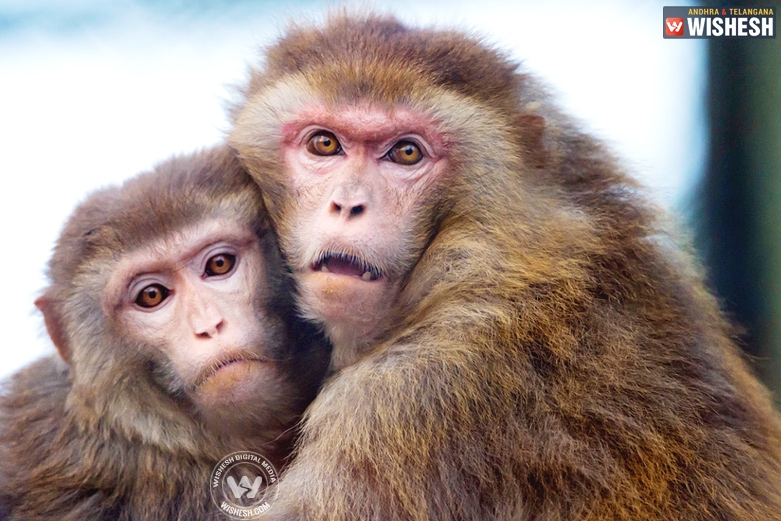 Monkey tore bikini and sexually assaulted a girl
