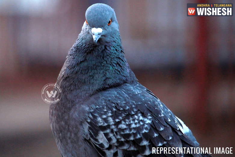 Mysterious Pigeon was seen with a chip and Arabic script