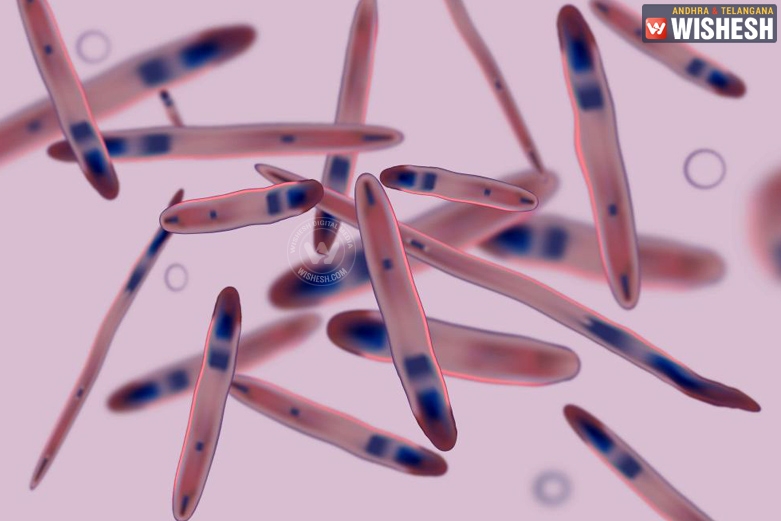 Parasitic worms could treat inflammatory bowel disease