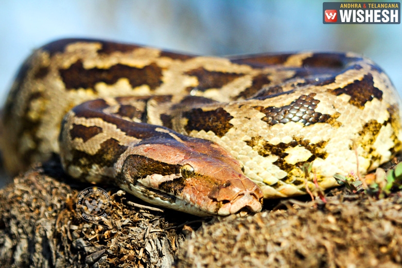 Hyderabad Becoming a Snake City!