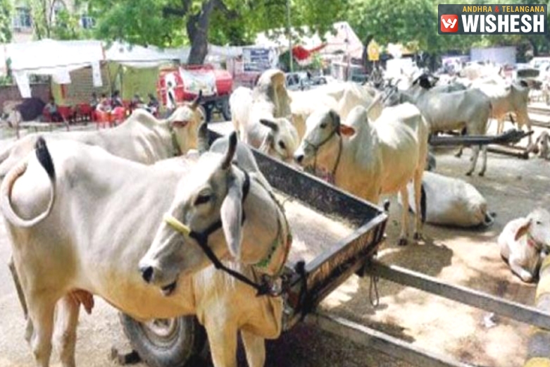 All Cows Across India Should Get Unique Identification Number : Centre To SC