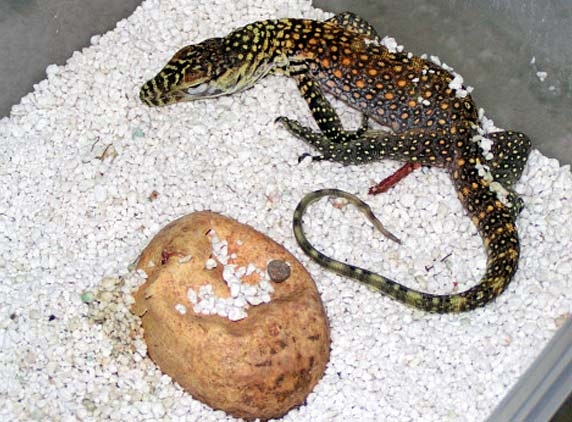 The world's largest lizards have been born in Indonesia zoo...