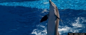 U.S. Navy Could Use Dolphins To Find Iranian Mines In Strait of Hormuz