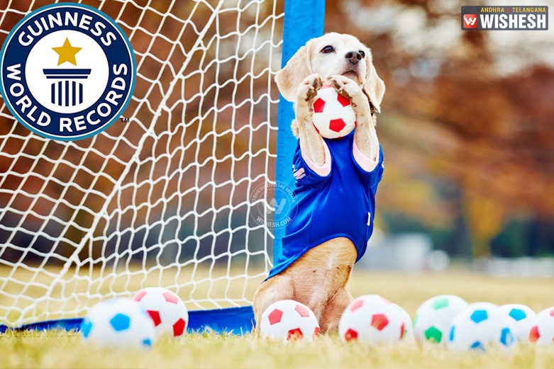 Dog, the best goalkeeper breaks Guinness
