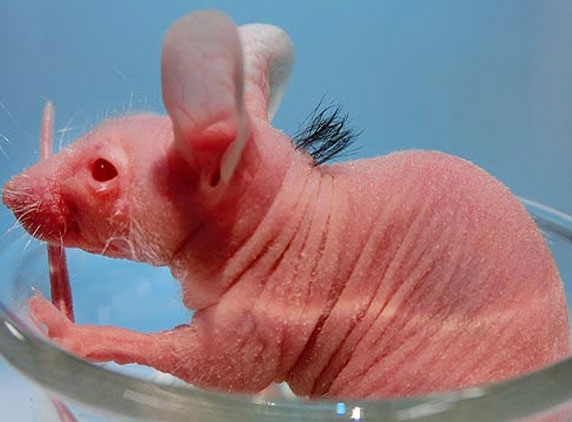 Japanese scientists working towards finding cure for baldness